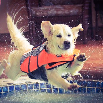 Dog Swimming Lessons